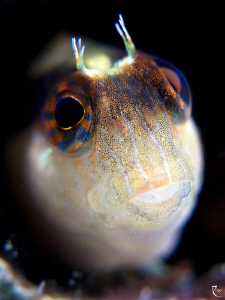 Blenny Closeup in "Bokeh" style by Rico Besserdich 